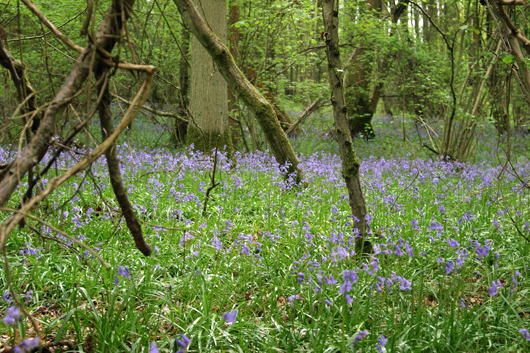 Woodland scene with blue flowers covering the ground