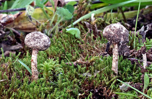two fungi growing in mossy ground