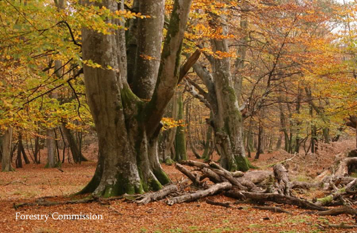 Ancient trees in british autumn woodland scene