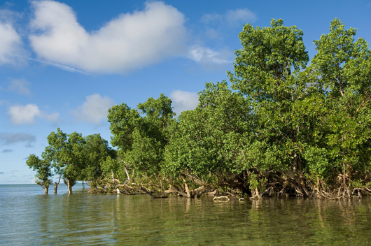 Mangrove forest in Madagascar