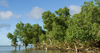 mangrove forest