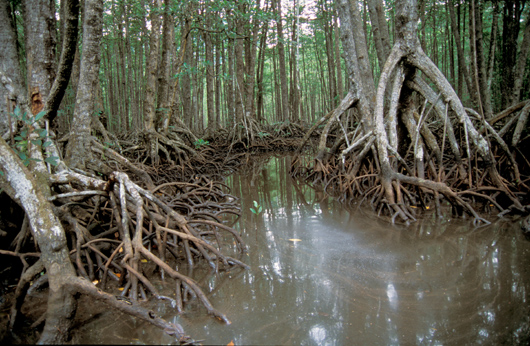 Mangrove swamp in the Philippines