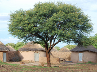 acacia nilotica in village