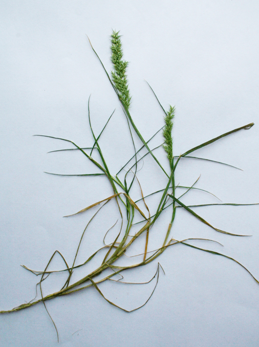 a rare grass plant displayed in a piece of paper