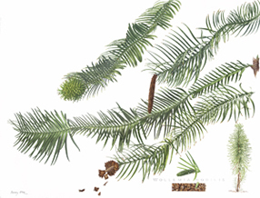 Painting of Wollemi pine by Beverly Allen