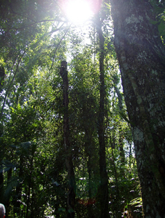 sunlight pouring through trees in rainforest