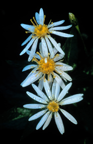 slender daisy with blue-tinged petals