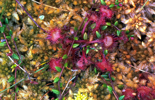 sundew-border-mires-forestry-commission