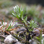picture of broad-leaved cudweed