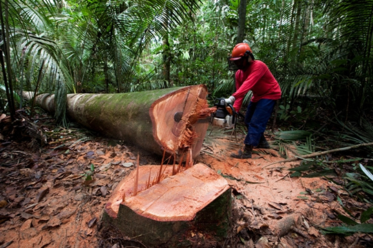 Daniel Beltra photograph of man chain sawing a tree