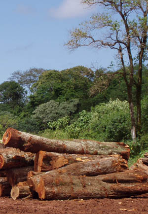 deforestation in Brazil