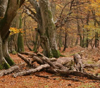 picture of ancient woodland