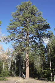 Picture of ancient ponderosa pine with tiny figure next to it