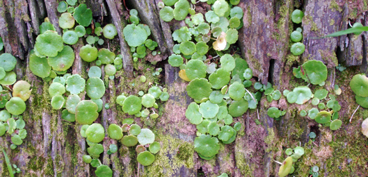 Navelwort on a stone wall 