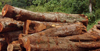 logged timber