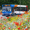wildflowers and passing bus in Liverpool