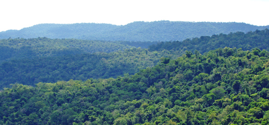 image of view over rainforest
