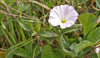 picture of pink and white bindweed flowers