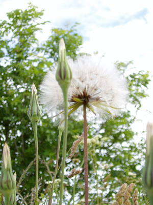 picture of large dandelion