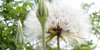 picture of large dandelion