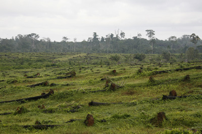 deforestation-oil-palm-wwf