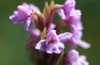 close up of fragrant orchid flower