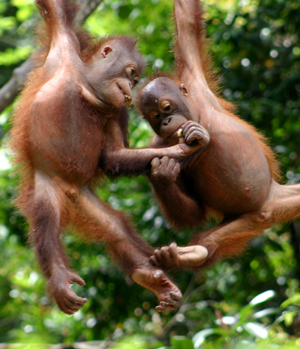 picture of two young orangutans playing in a tree