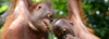 picture of two young orangutans playing in a tree