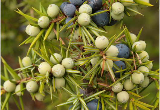 juniper berries on branch by andrew gagg