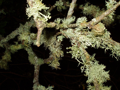 lichen-british-woodland