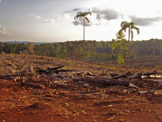 sad image of deforestation