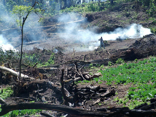 Forest being burnt for agriculture