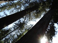 Redwoods in sunlight