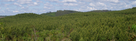 Pine forest plantation