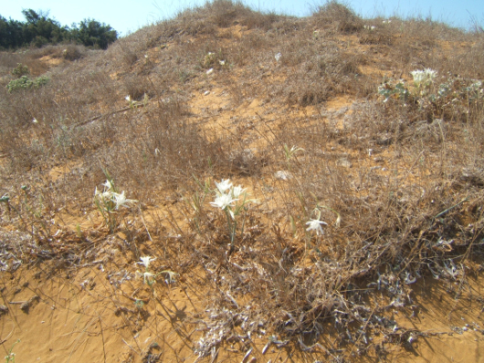 The dunes of Ramla bay                                       