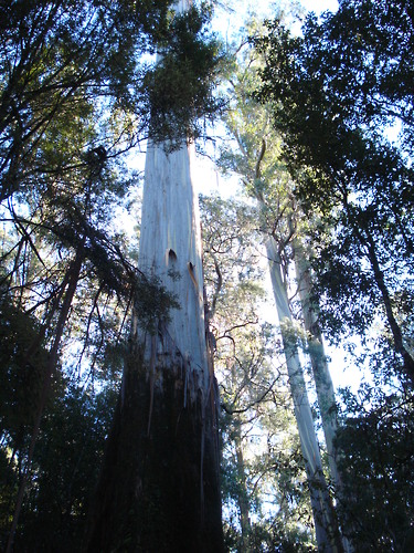 tasmania-REDD-forest