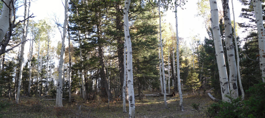 Panoramic view of aspen forest