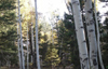 Colorado forest