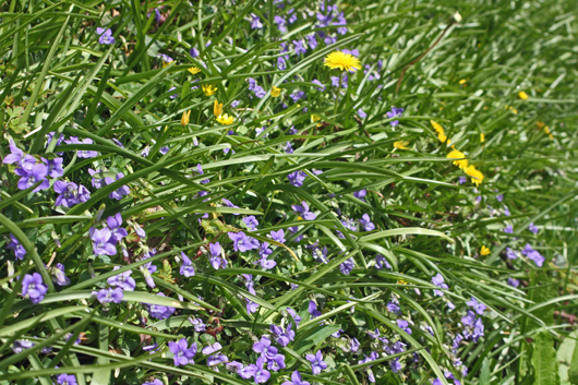 tiny blue flowers carpetting hillside