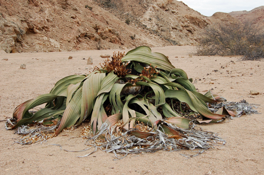Picture of giant ancient Welwitschia plant in Namibia 