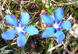 bright blue gentian flowers
