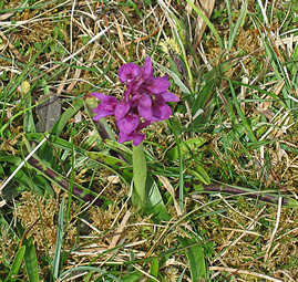 purple orchid sitting in grass on the burren 