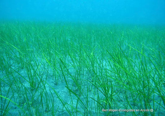 sea grass growing on the sea floor in the canary islands