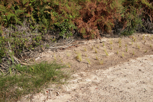 plants growing in soil that had been translocated in the experiment