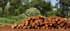 pile of logs