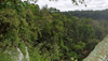 rainforest thumbnail