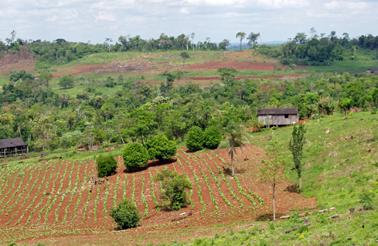 agricultural land in Atlantic Forest 