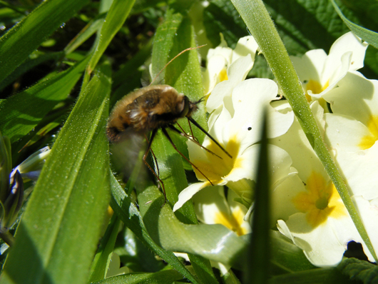 bumblebee feeding on primrose flower