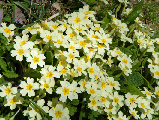 primrose (primula vulgaris) photograph