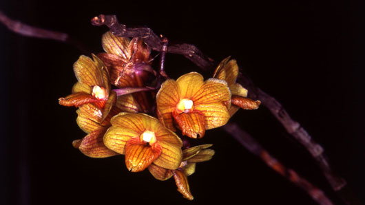 Dendrobium serena-alexianum